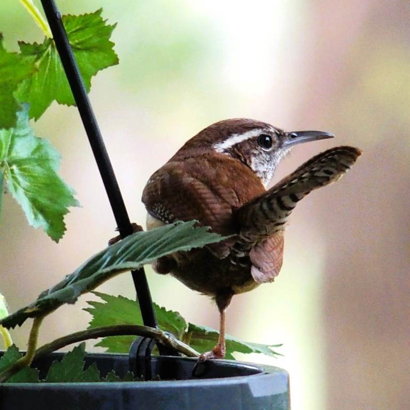 Winky the Wren