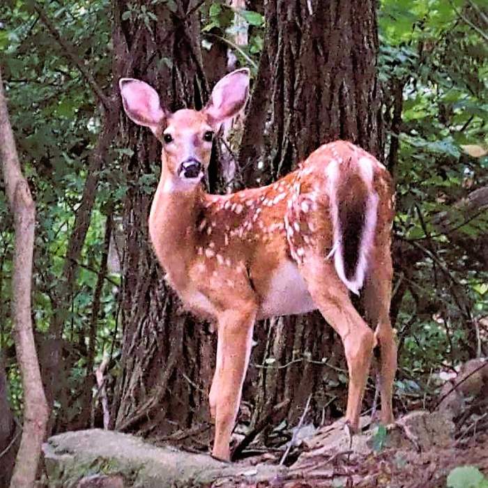 Jefferson National Forest