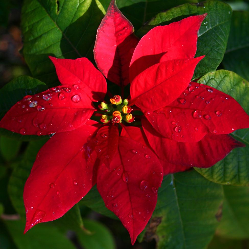 Ruby the Poinsettia